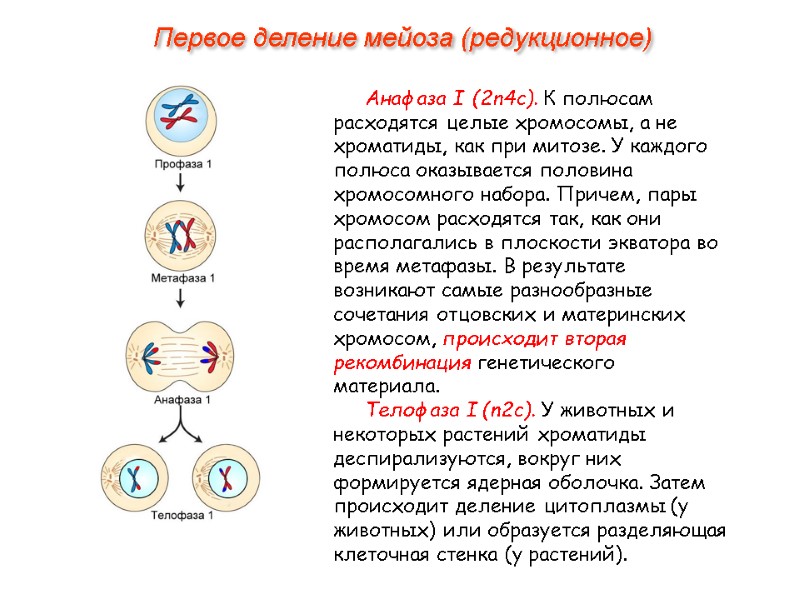 Анафаза I (2n4с). К полюсам расходятся целые хромосомы, а не хроматиды, как при митозе.